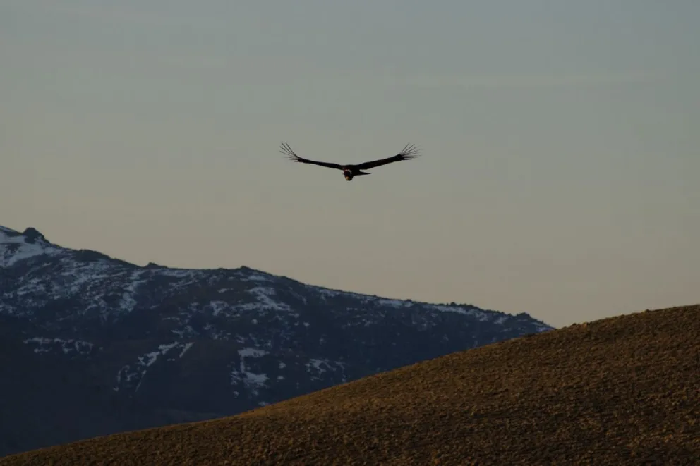 Los cóndores son una de las aves con tasa de reproducción más baja.