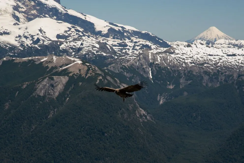 En el Día mundial de las Aves, te mostramos algunas que podemos encontrar en nuestra región
