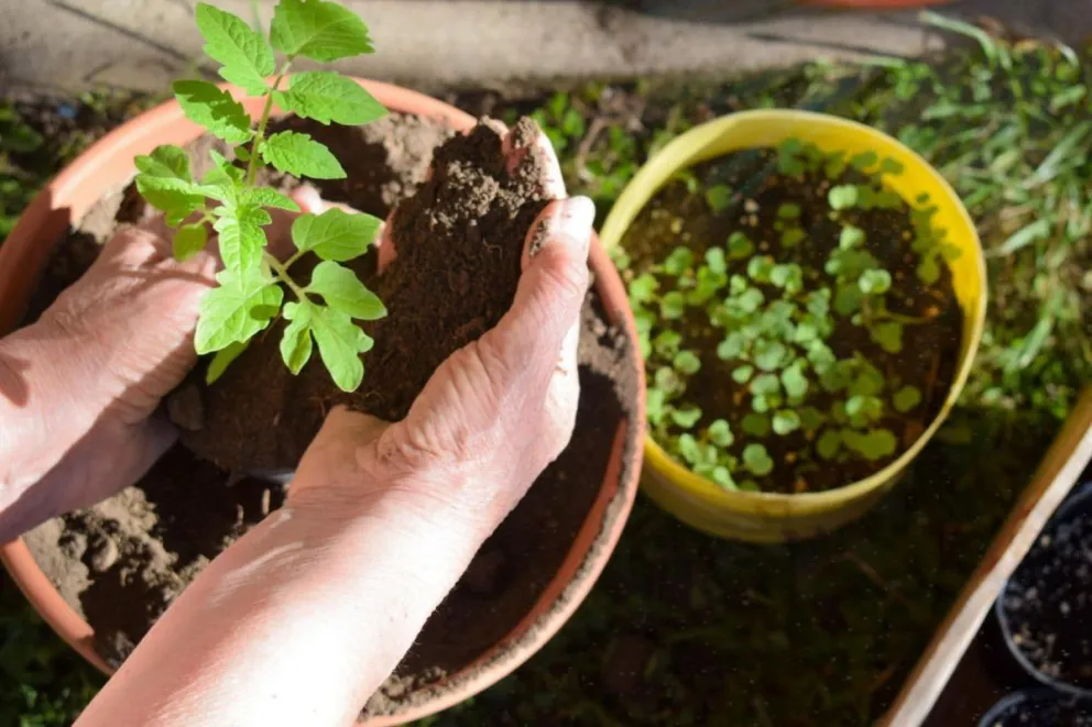 Solo el 6% de la población consume las porciones recomendadas de frutas y verduras