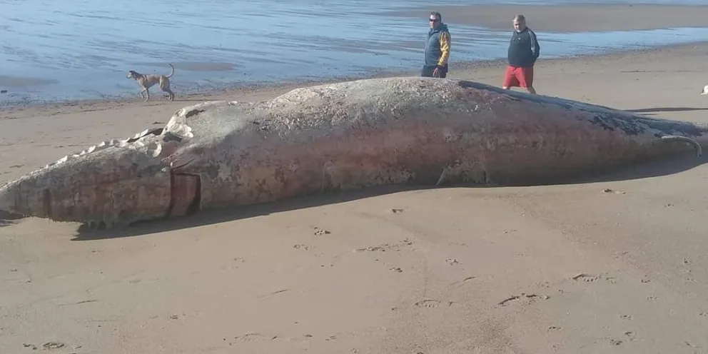 Apareció muerta una extraña especie de ballena en Las Grutas