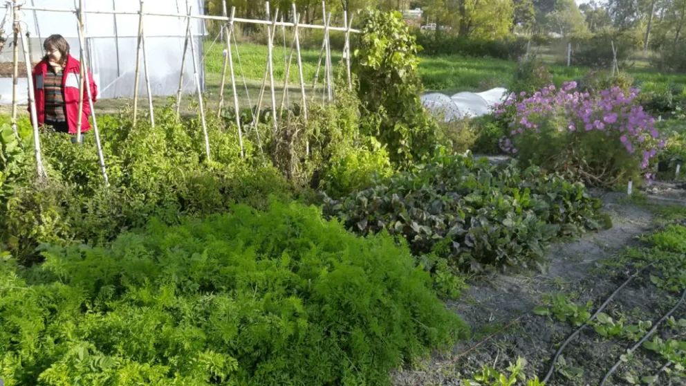 Ya está online el taller de huerta agroecológica