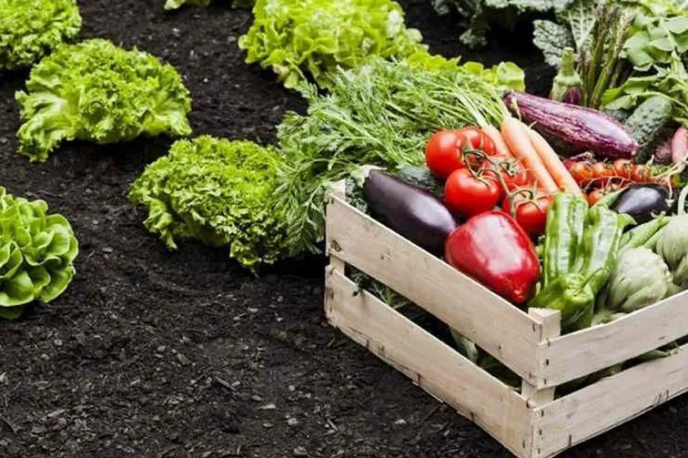 Formación docente en soberanía alimentaria