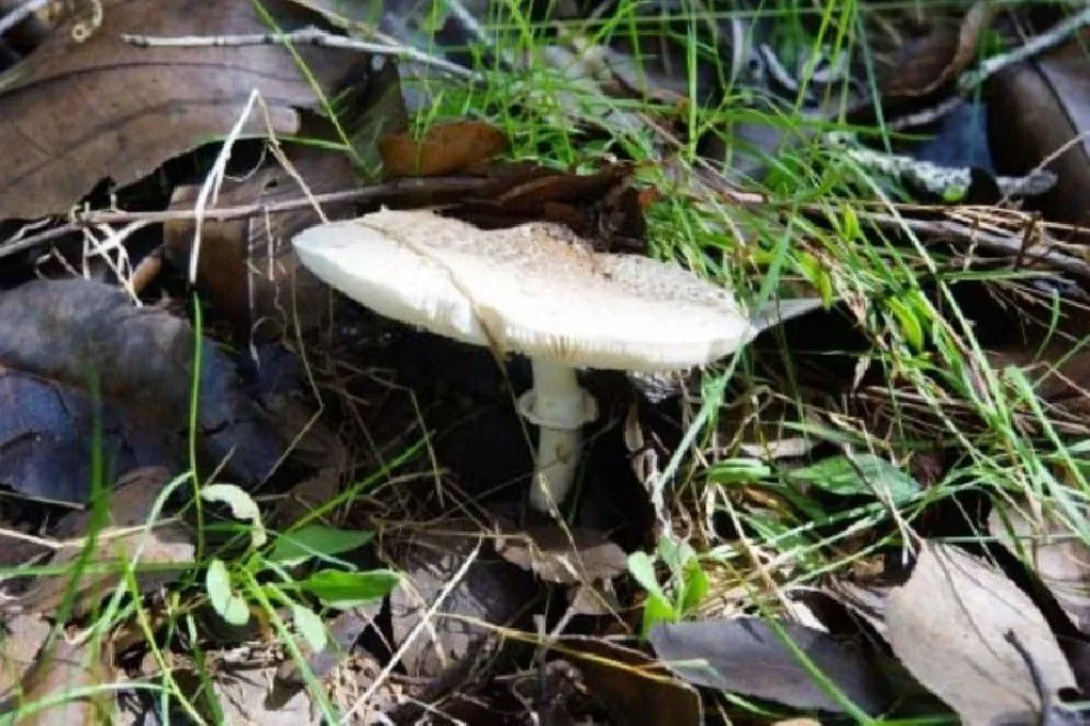 Crean la primera aplicación para identificar hongos comestibles