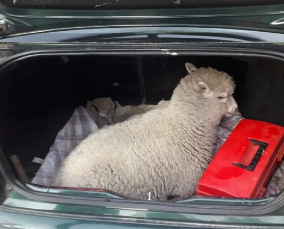 Sorprendido cuando trasladaba un cordero faenado y otro en pie en un vehículo