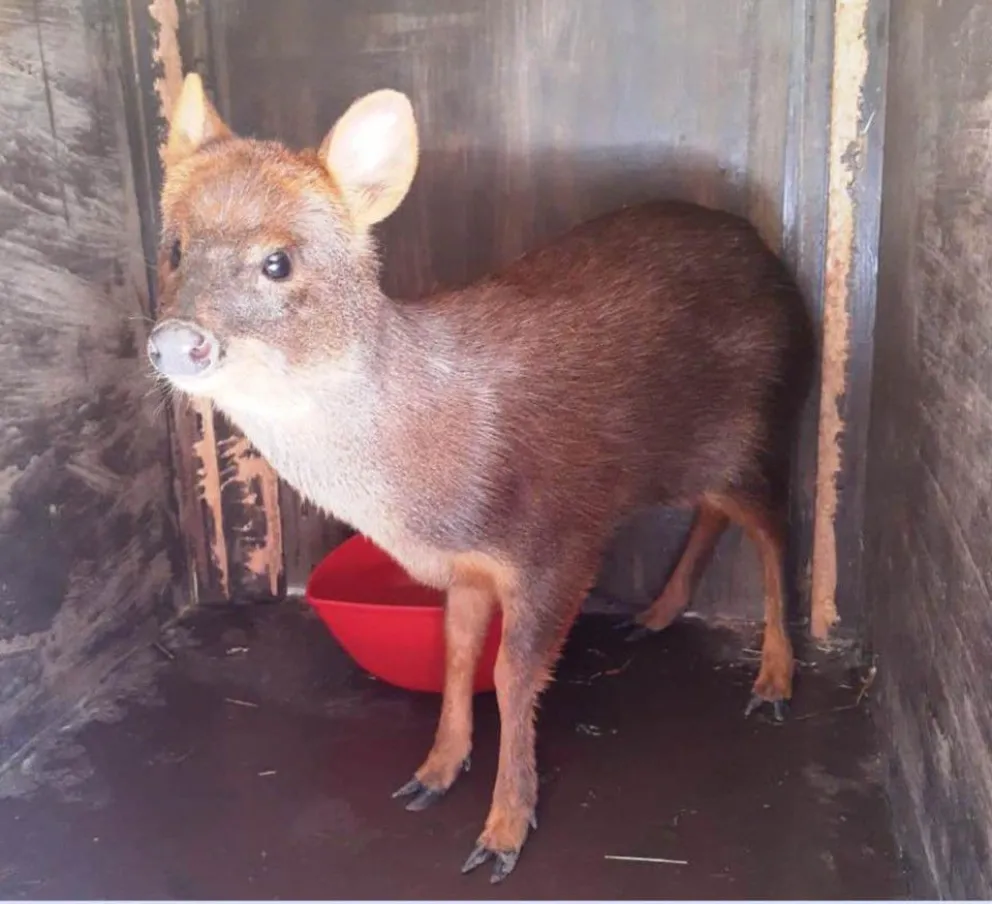 Liberaron en su hábitat a un pudú pudú que apareció en un callejón de Lago Puelo