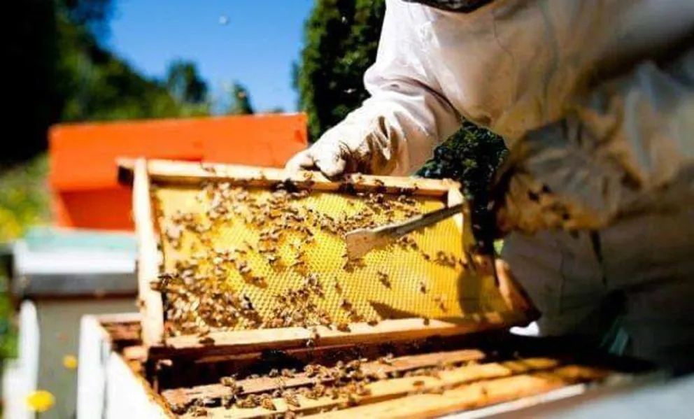 El Deliberante de Dina Huapi reguló la actividad apícola