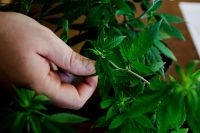 Se promulgó la ley de Cannabis medicinal
