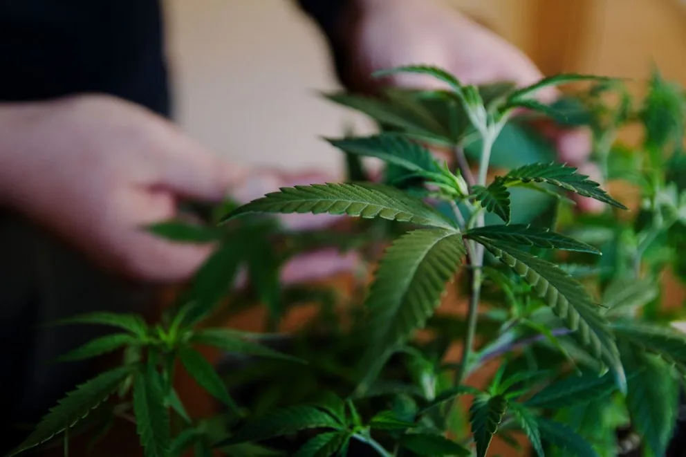 Extienden a tres años el certificado para el cultivo de cannabis terapéutico