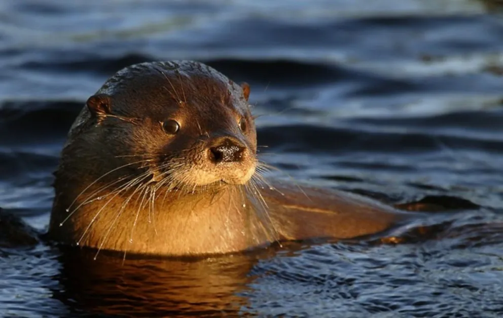 Semana del huillin: actividades para generar conciencia