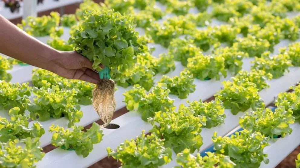 Brindarán un curso virtual de hidroponia