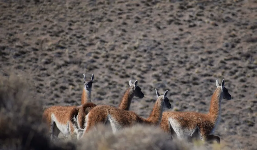 Toda una semana para conocer al guanaco, especie de valor especial