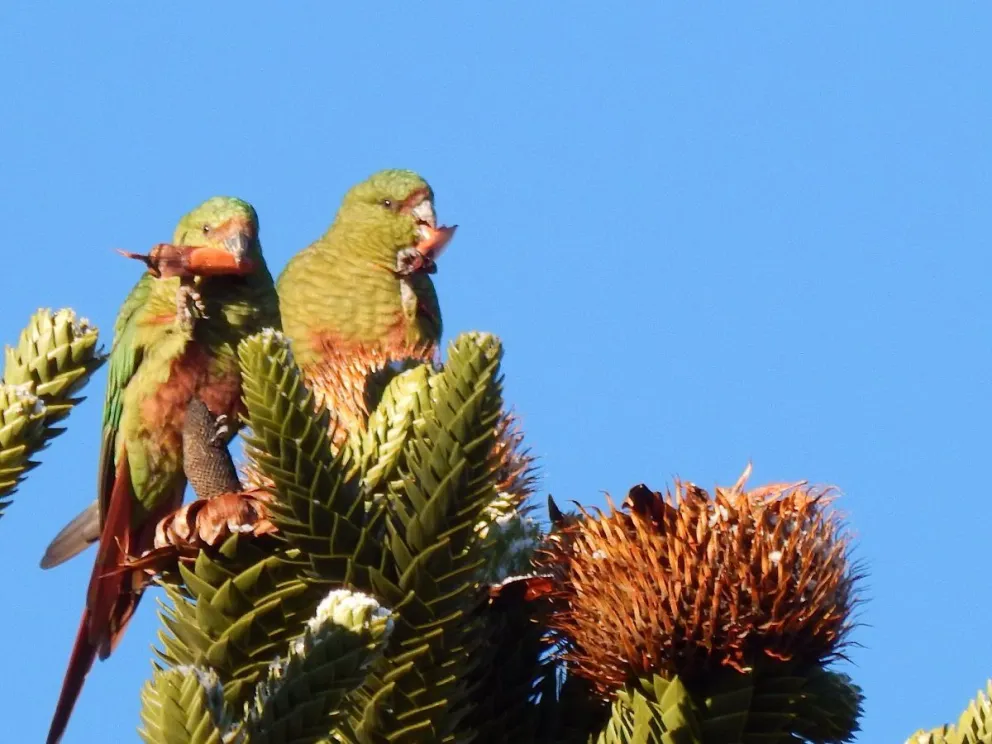 ¿Cuánto saben los vecinos de Bariloche sobre las cachañas?