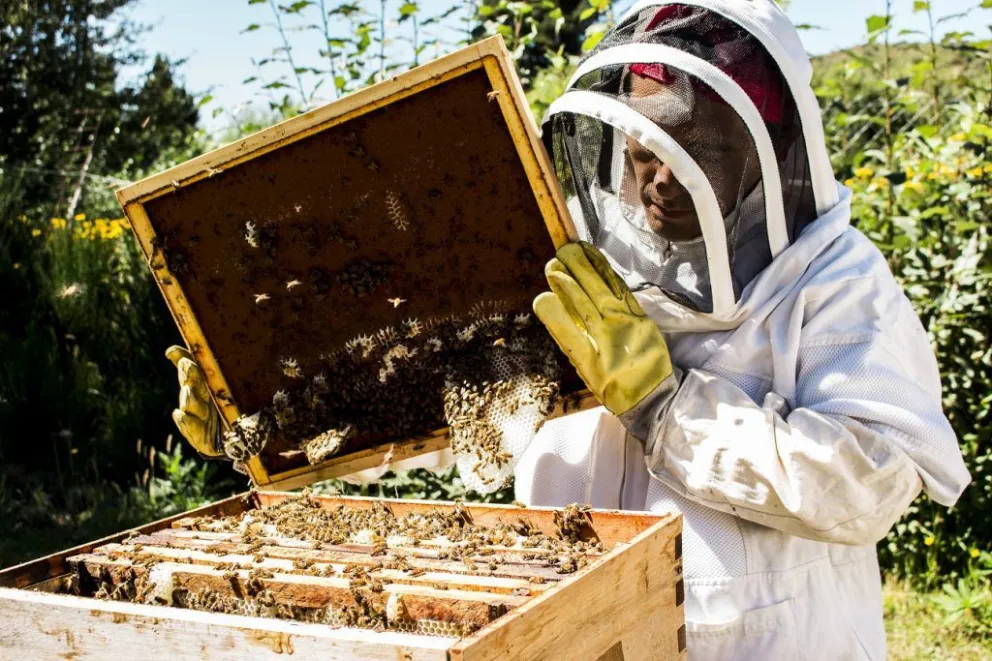Apuestan al desarrollo de la industria apícola en la zona andina