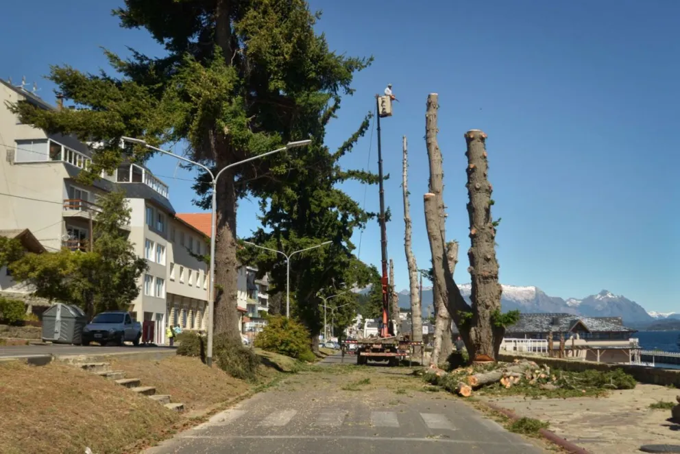 Avanzan con la quita de pinos en la Costanera