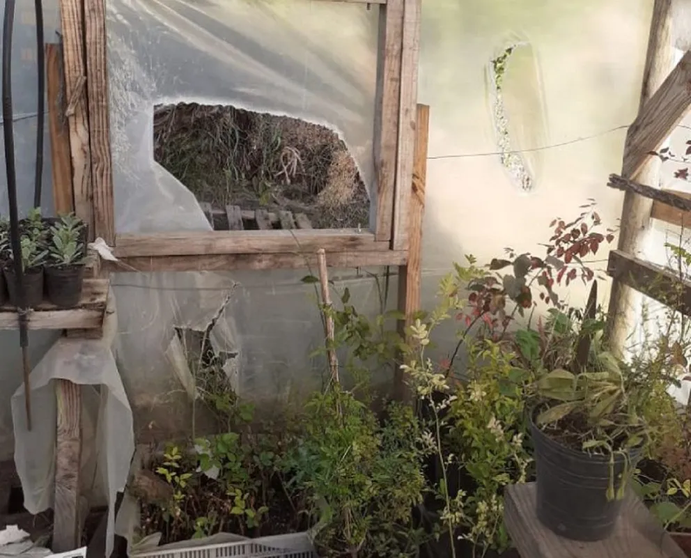 Otro ataque al vivero municipal