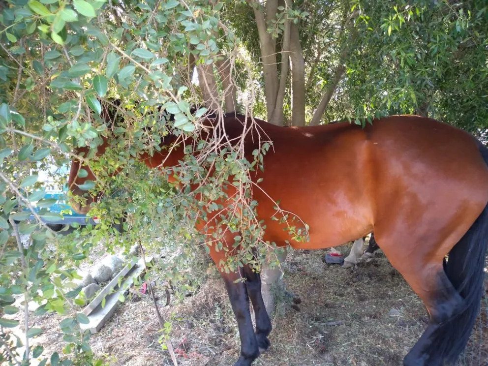 Salieron a robar a caballo y terminaron detenidos