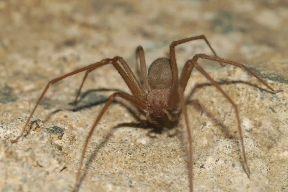 Piden tomar precaución ante la aparición de insectos y reptiles ponzoñosos