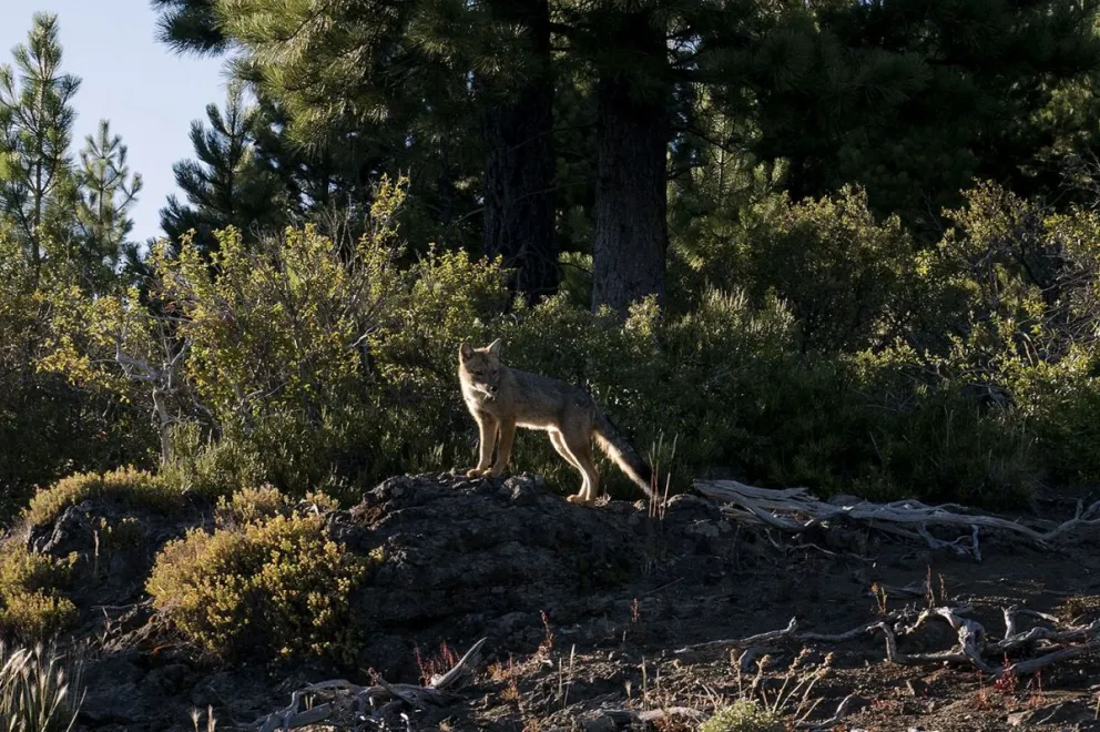 Entre las especies más afectadas se encuentran la gaviota cocinera, el cauquén real y el zorro colorado.  