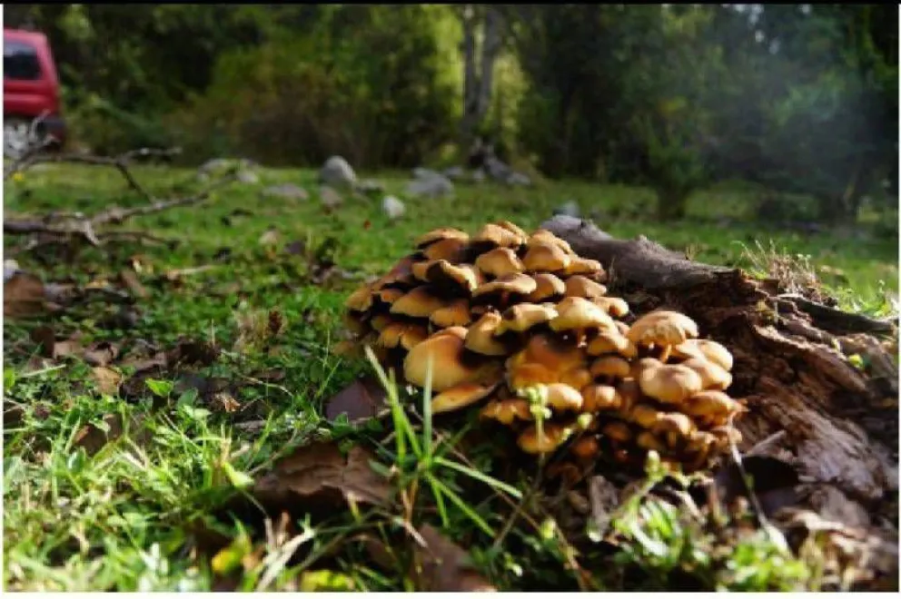 De la Ciencia a la Mesa presente en Bariloche a la Carta 2021