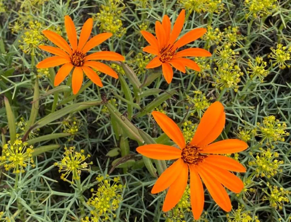 La belleza siempre encuentra su camino