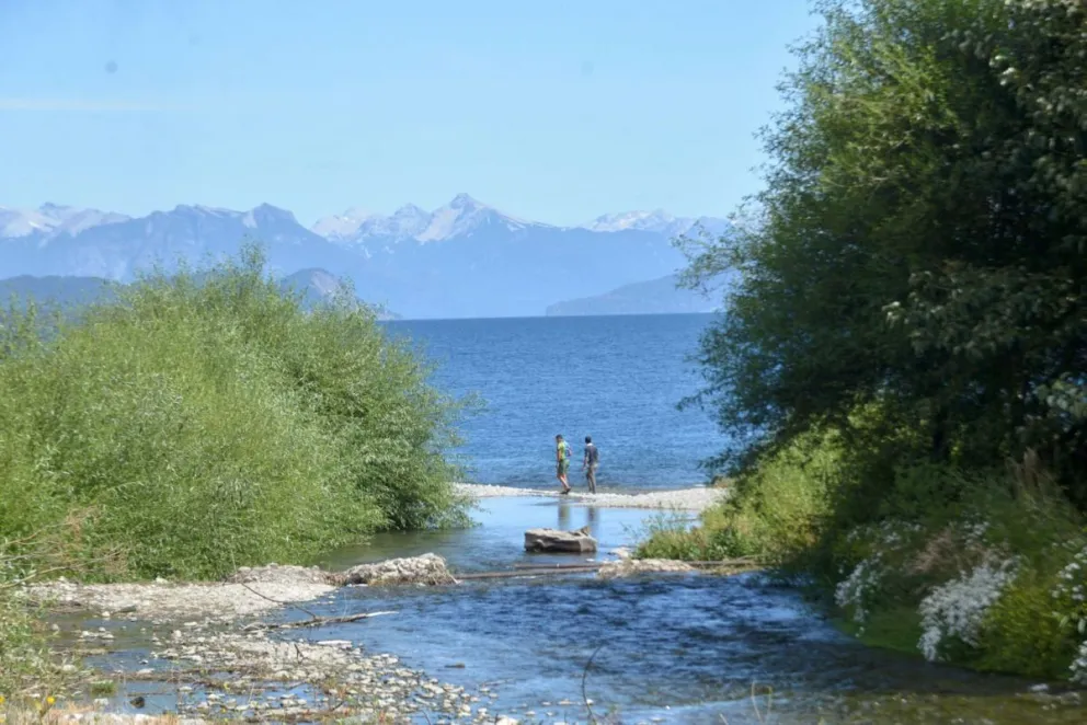 El sauce es una especie exótica pero las especies nativas lo incorporaron.