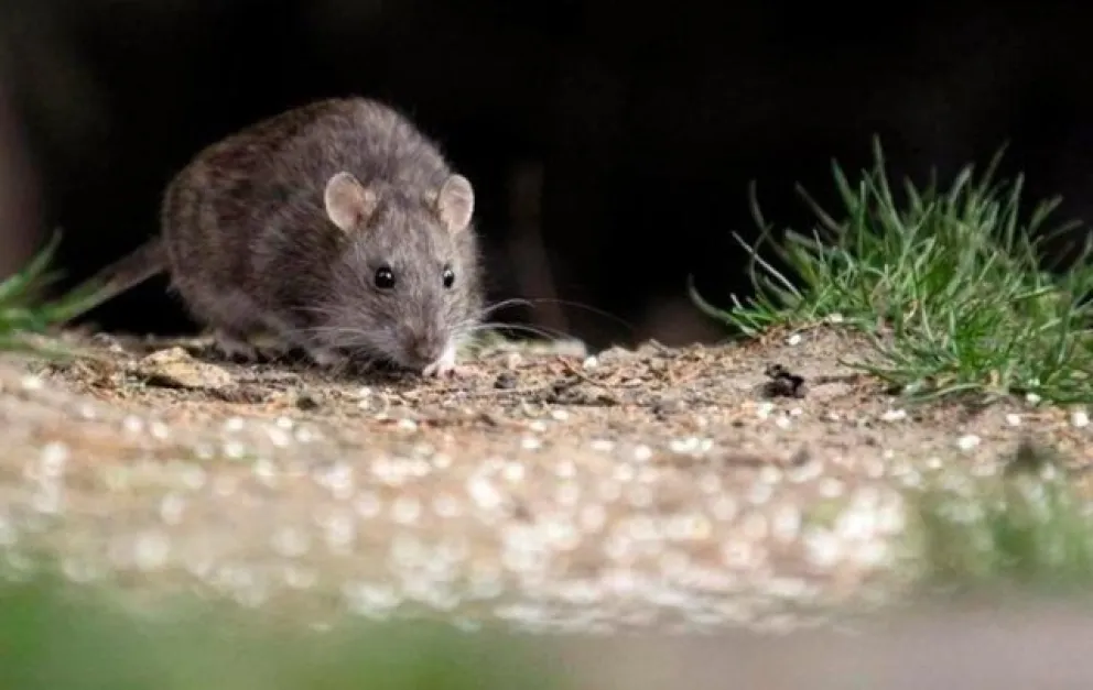 Principales recomendaciones para evitar el hantavirus