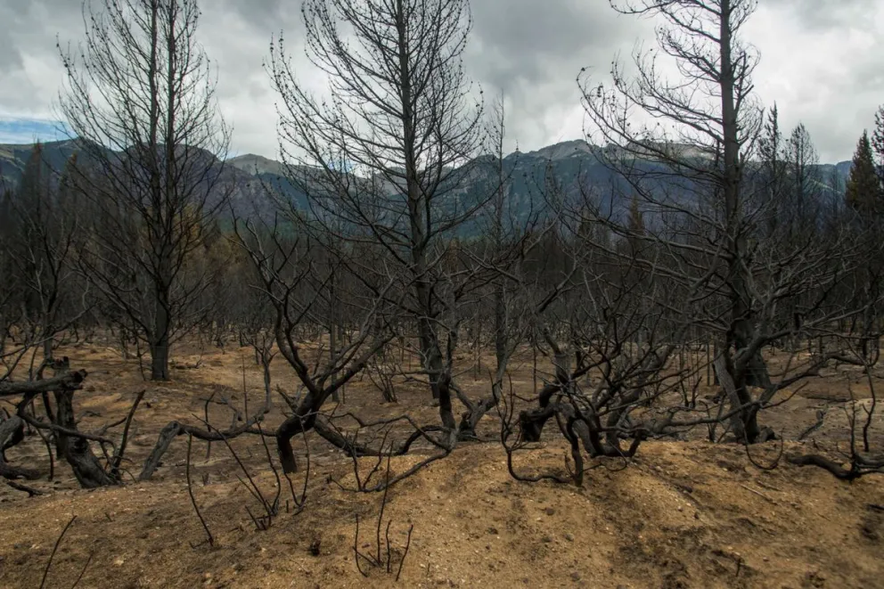 Planifican la restauración de los bosques afectados por los incendios
