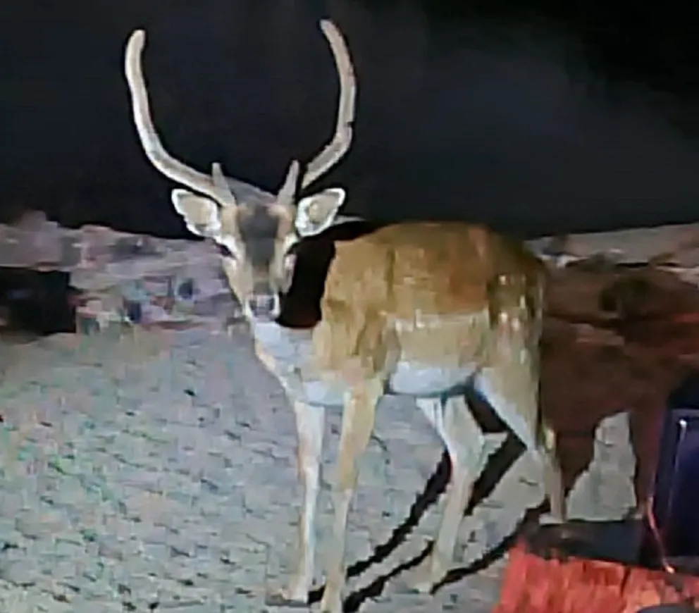 Fotos: Un ciervo sorprendió a acampantes en Isla Victoria