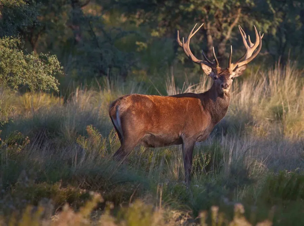 Un vecino capturó su encuentro con un ciervo