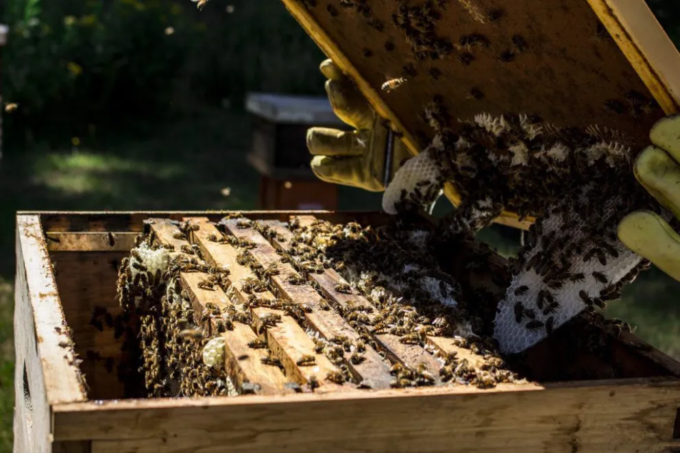 Fortalecen la producción apícola local