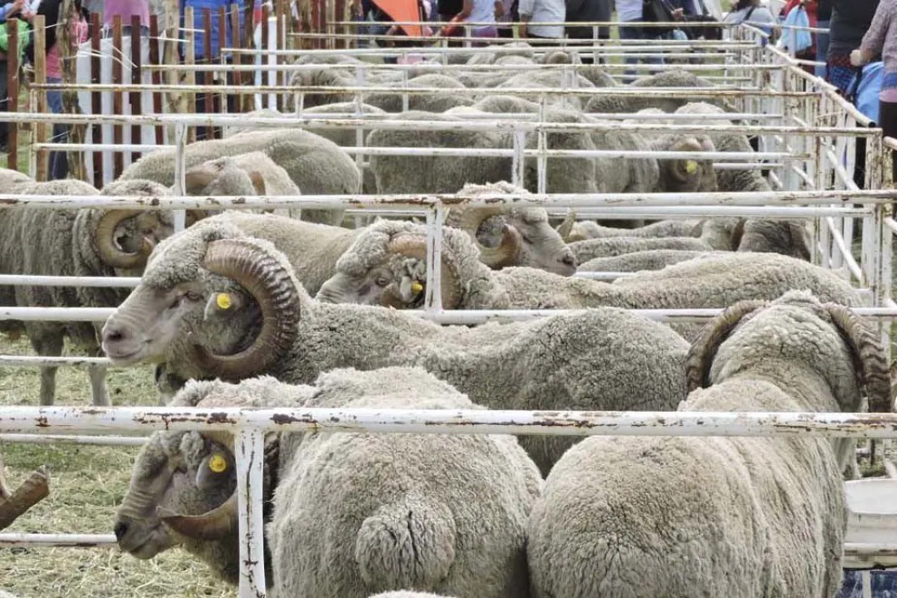 Fuerte apoyo a pequeños productores para la Expo Rural
