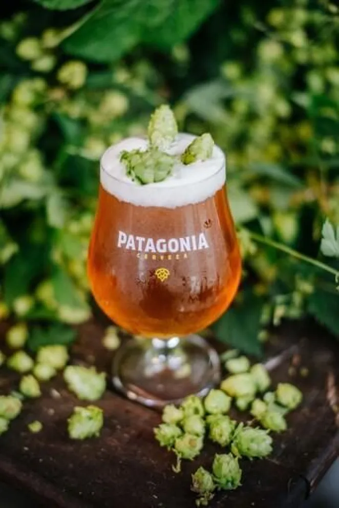 Cosecha de lúpulo en Cerveza Patagonia