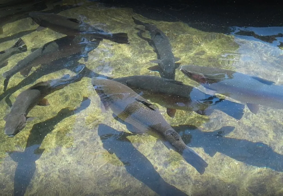 Semana Santa: Último día para reservar truchas arcoiris