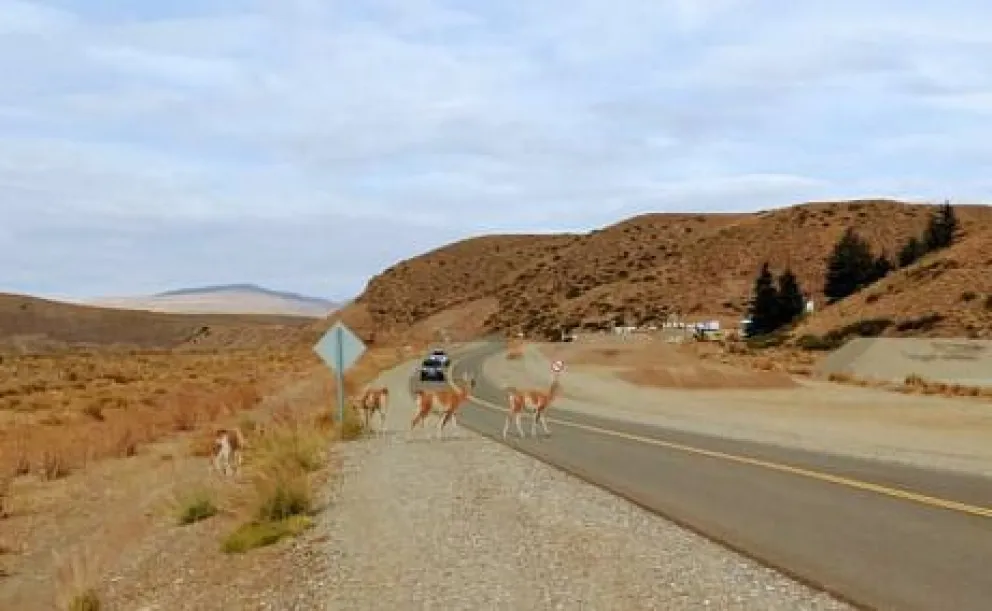 Buscan proteger al guanaco con cartelería sobre la ruta