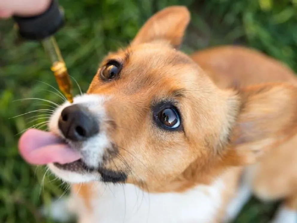 Cada vez más personas piden y recomiendan el uso del cannabis medicinal en mascotas
