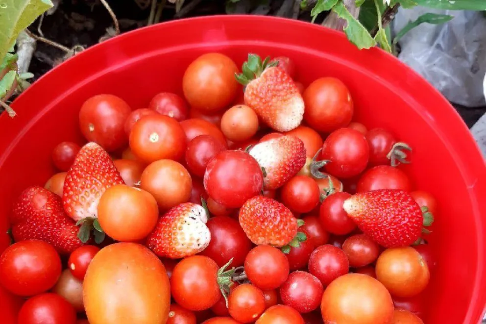 Esperan una buena producción otoño-invierno en los invernaderos locales