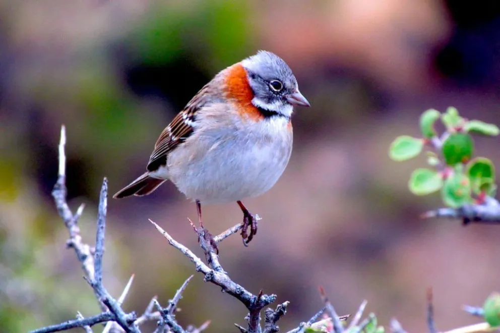 Día mundial de observación de aves