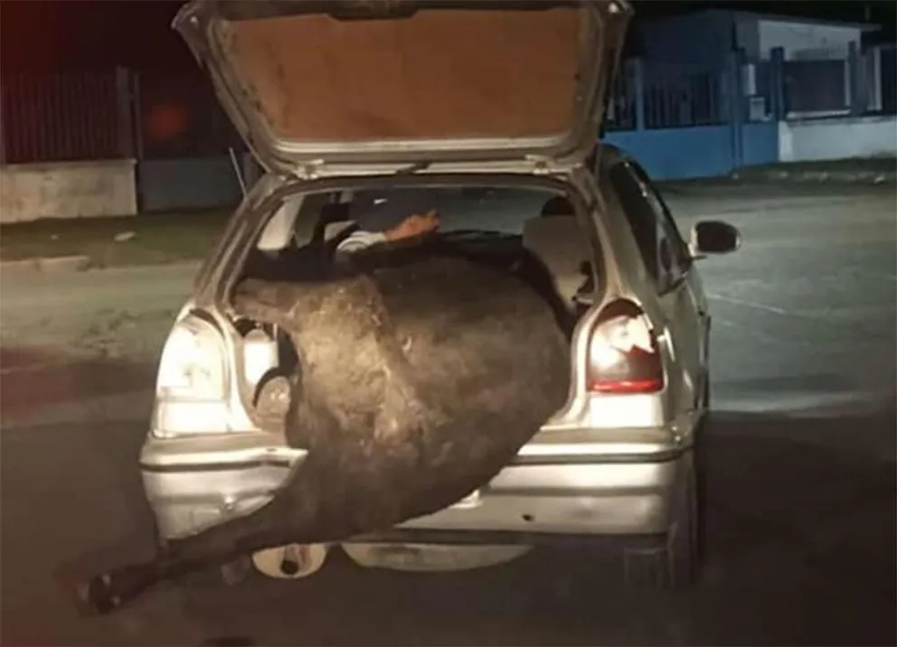 Insólito: volcó un camión con ganado y los vecinos se llevaron la carga