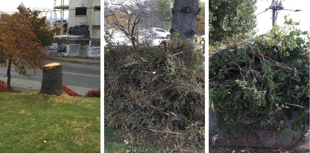 Notifoto: Podaron un pino y dejaron todas las ramas en una plaza