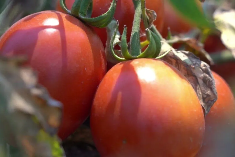 Lanzan un programa de financiamiento para pequeños agricultores