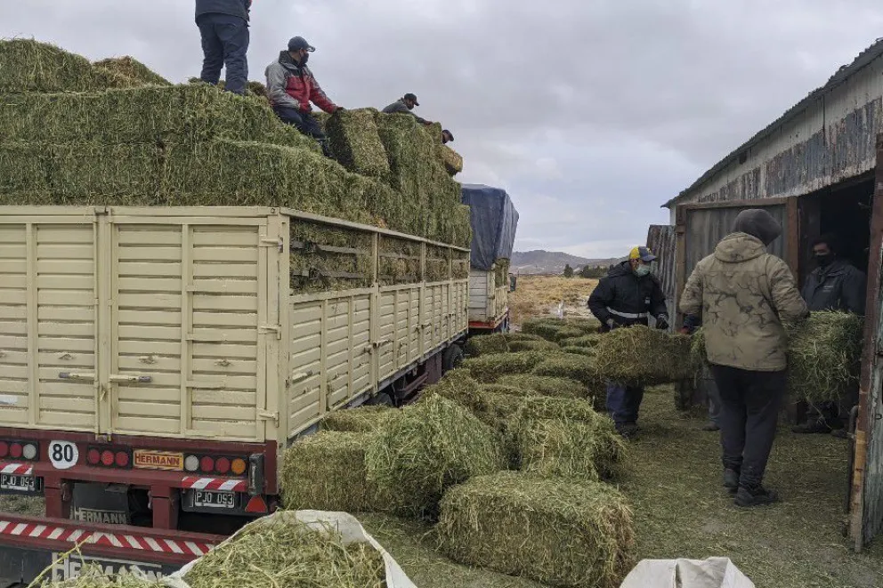 Crean bancos de forrajes para prevenir emergencias rurales en invierno