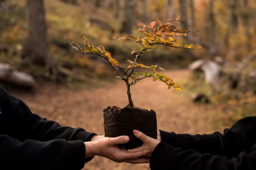 Voluntarios reforestaron el cerro Otto con 1500 lengas