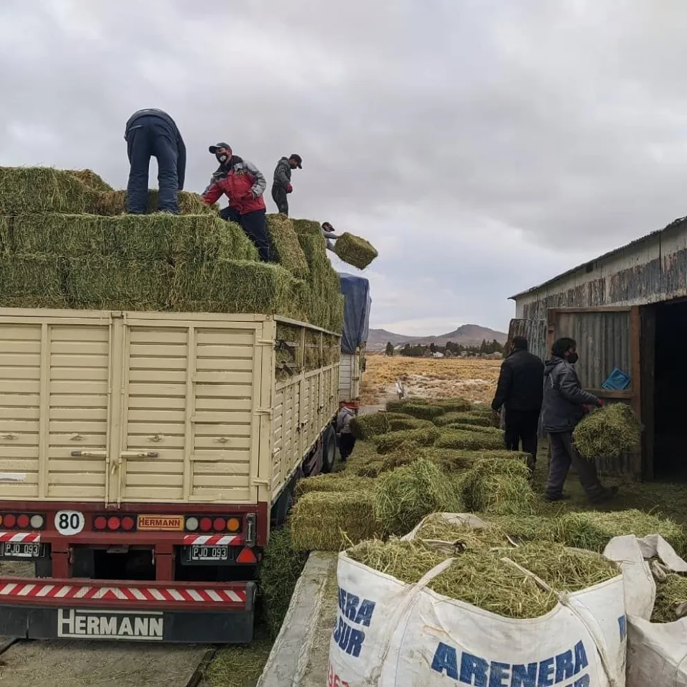 Bancos de forraje, claves para los productores rurales antes del invierno