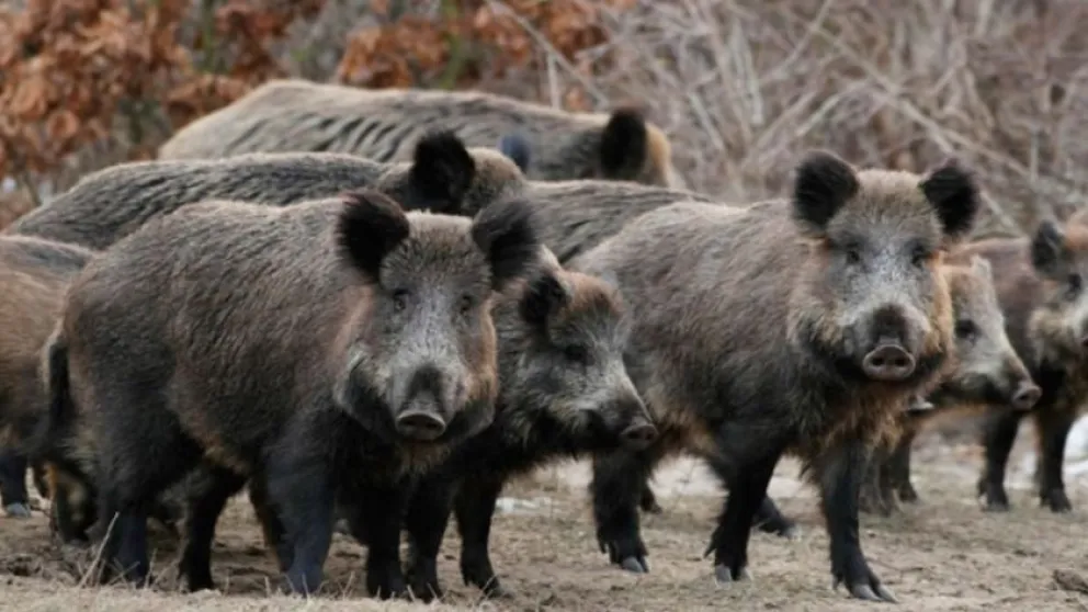 La triquinosis está presente y es fundamental reforzar los controles