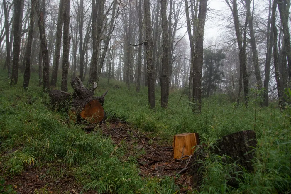 Tala ilegal: ¿qué está pasando en Bariloche?