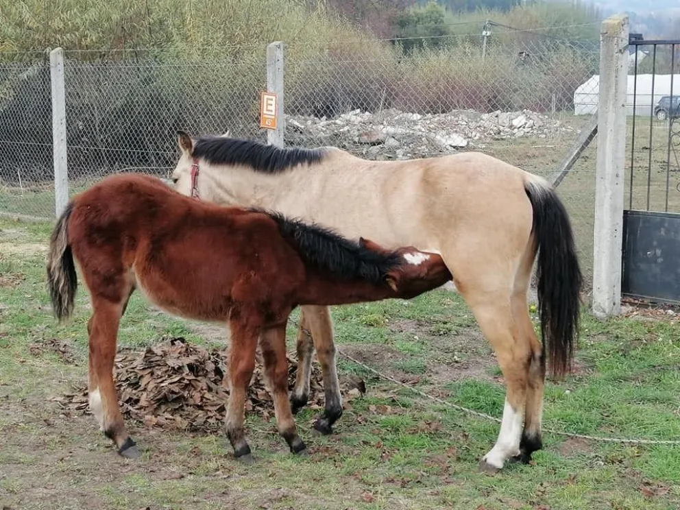 Imputaron a un hombre por abigeato agravado y actos de crueldad sobre los animales