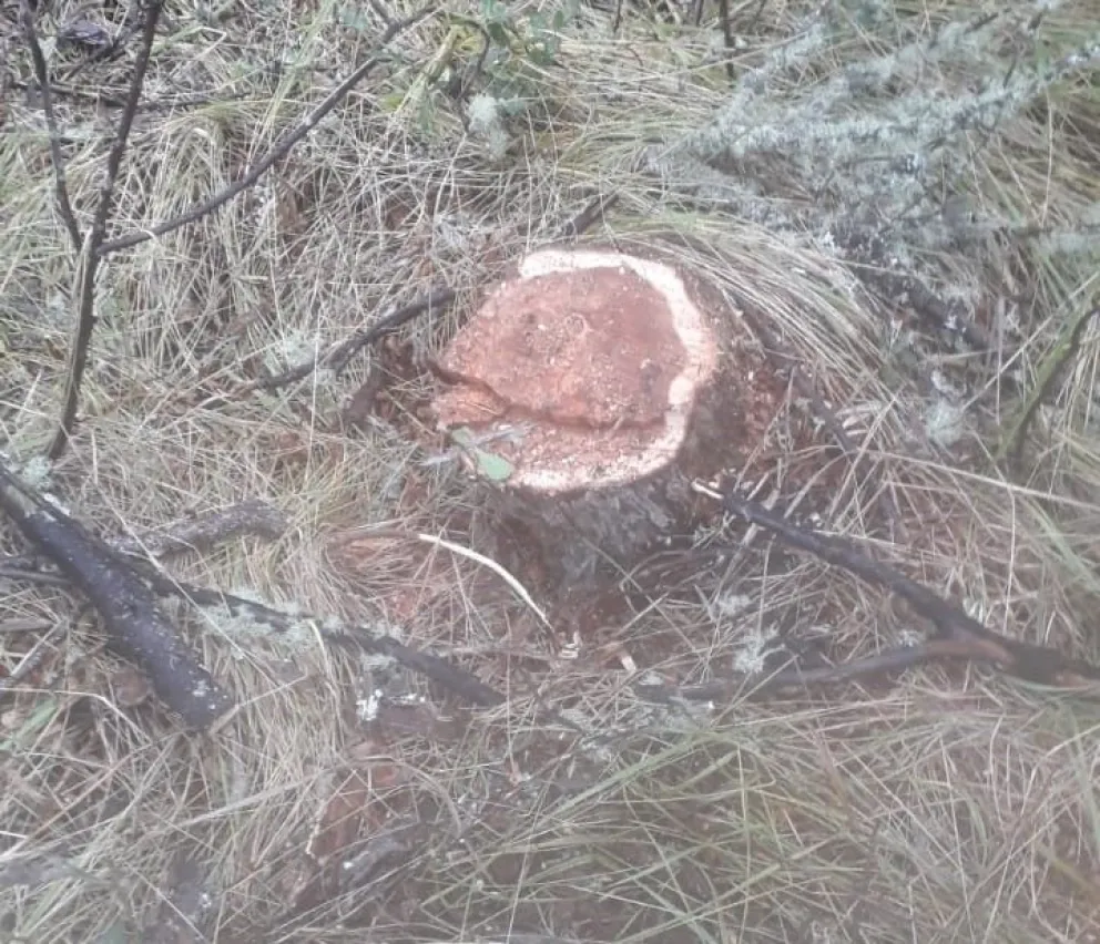 Realizan una denuncia penal por la tala ilegal en Lago Moreno