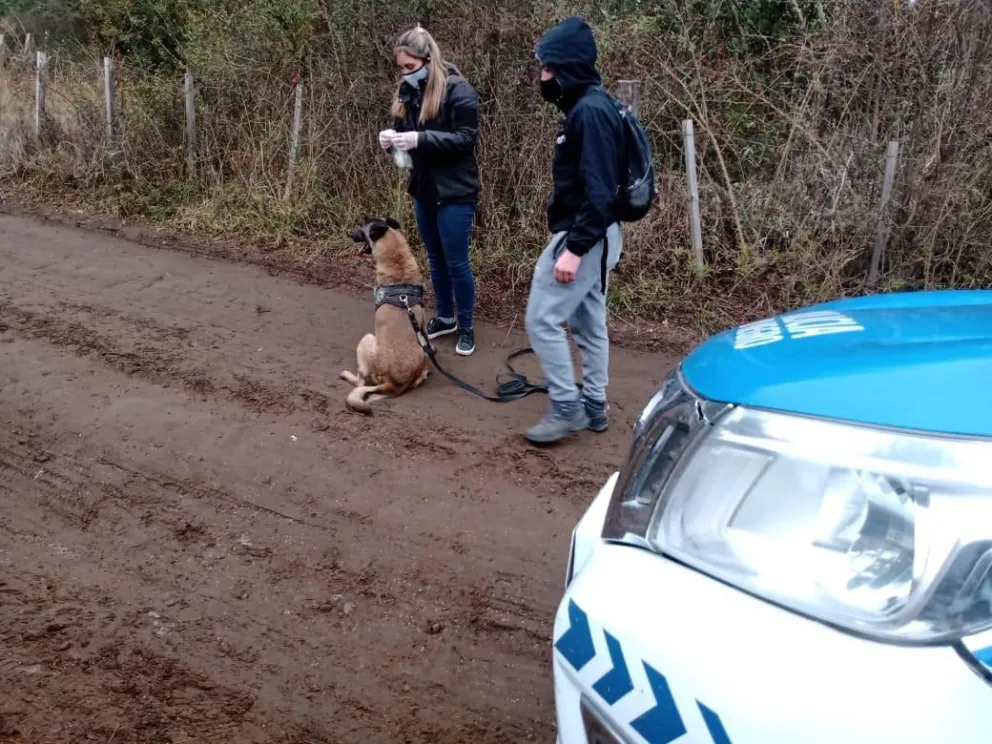 Gracias a una perra rastreadora, encontraron elementos robados