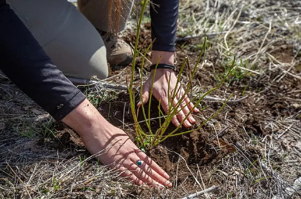 “No podíamos frenar las máquinas, pero sí rescatar las plantas”