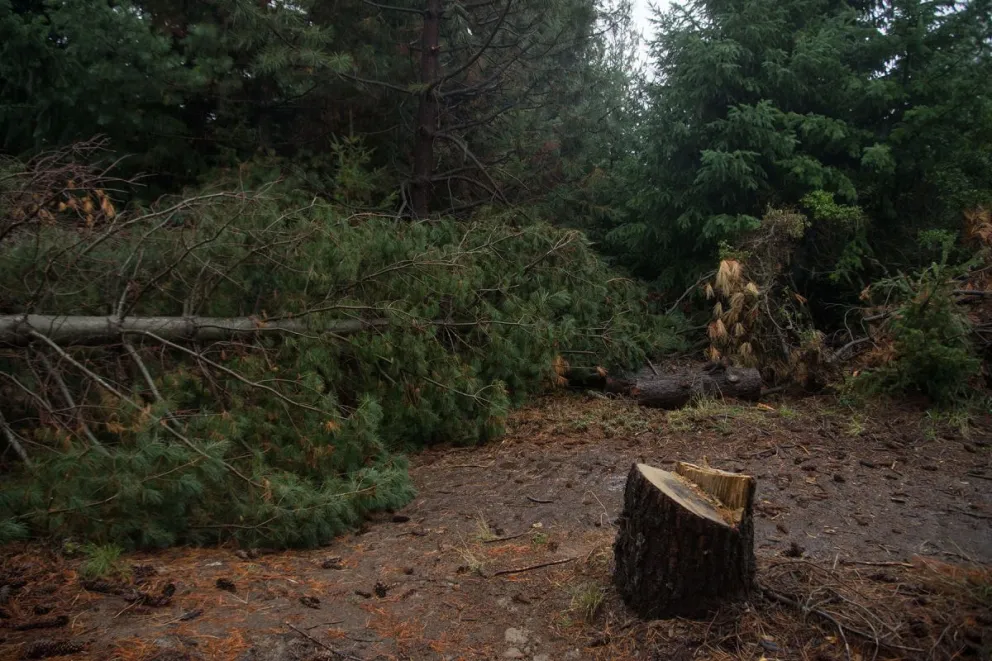 Sumarán más inspectores en el área de Bosques para controlar la tala ilegal